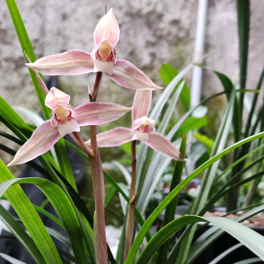 小野花