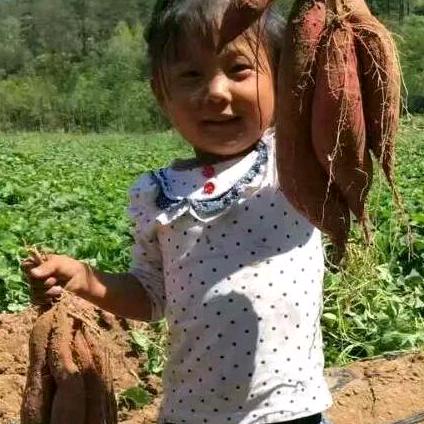 延安后生的红薯