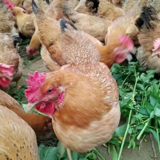 柳城电视塔山脚放养葛香鸡