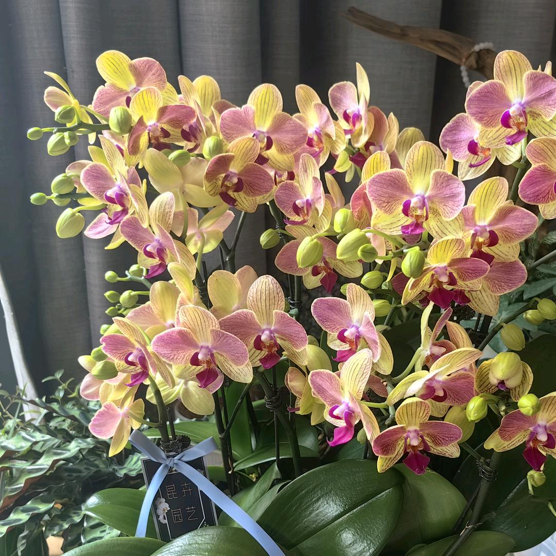 花荟家蝴蝶兰