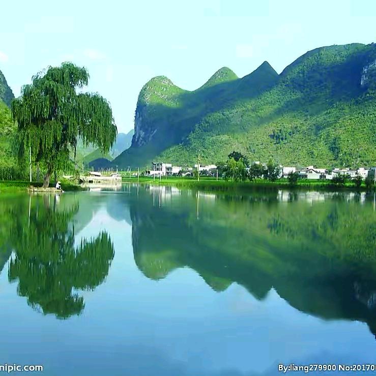 丁香花
