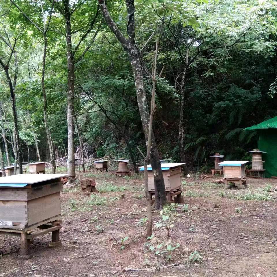 野生土蜂