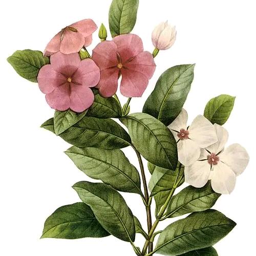 专业保洁擦玻璃小梅