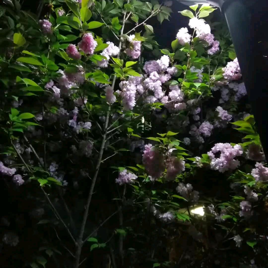 兰花