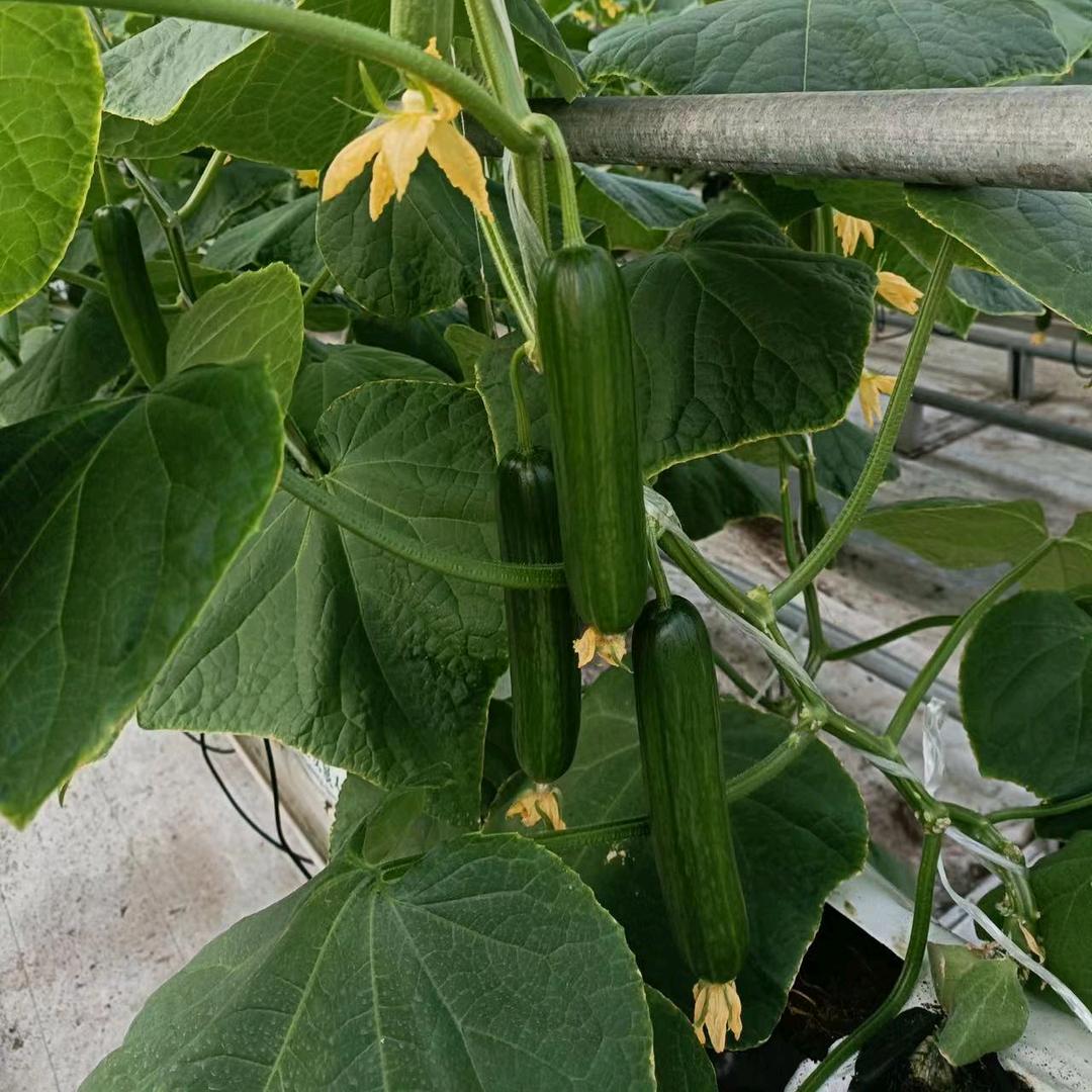 宁陵县隆祥种植专业合作社