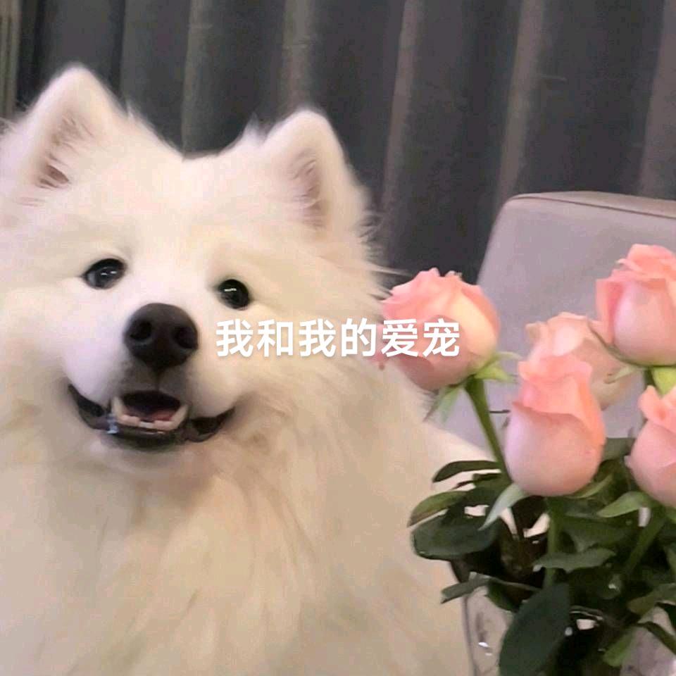 众行宠物用品店