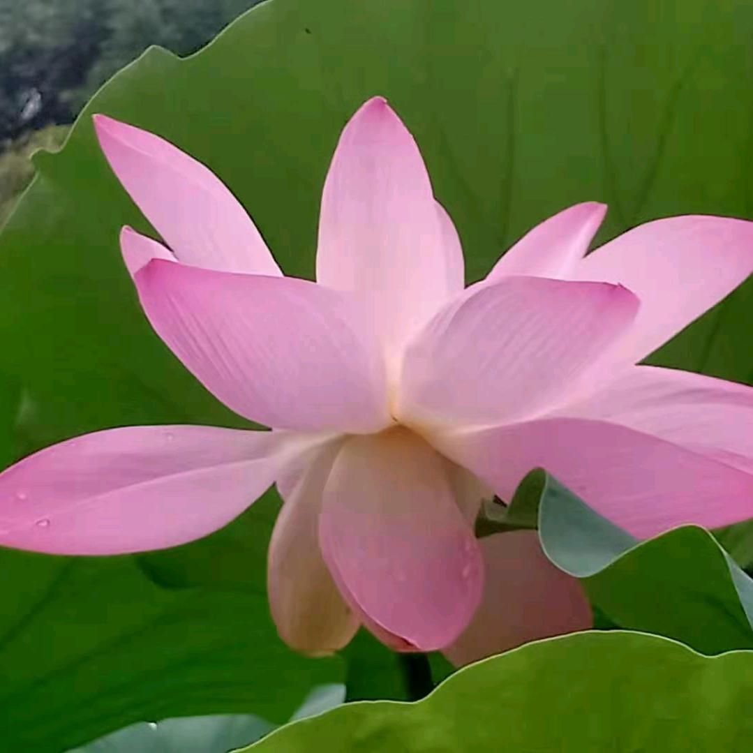 欢喜快乐