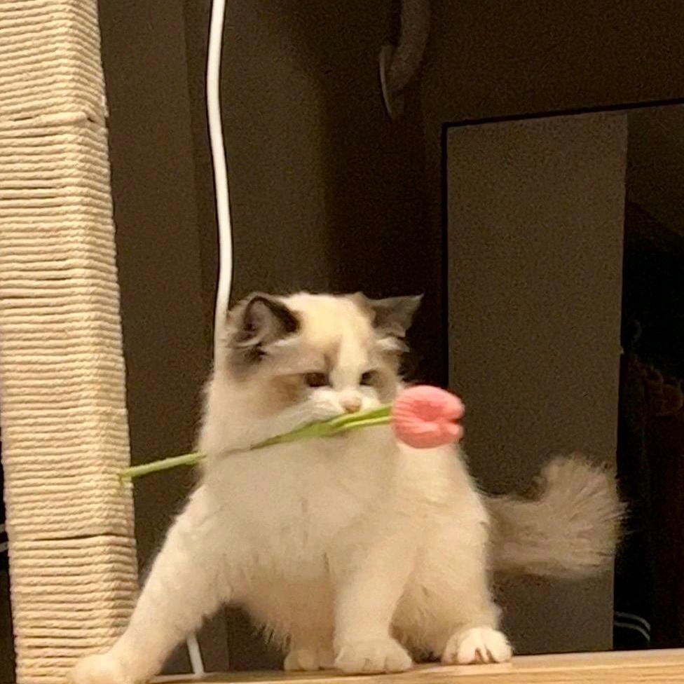 漆熹