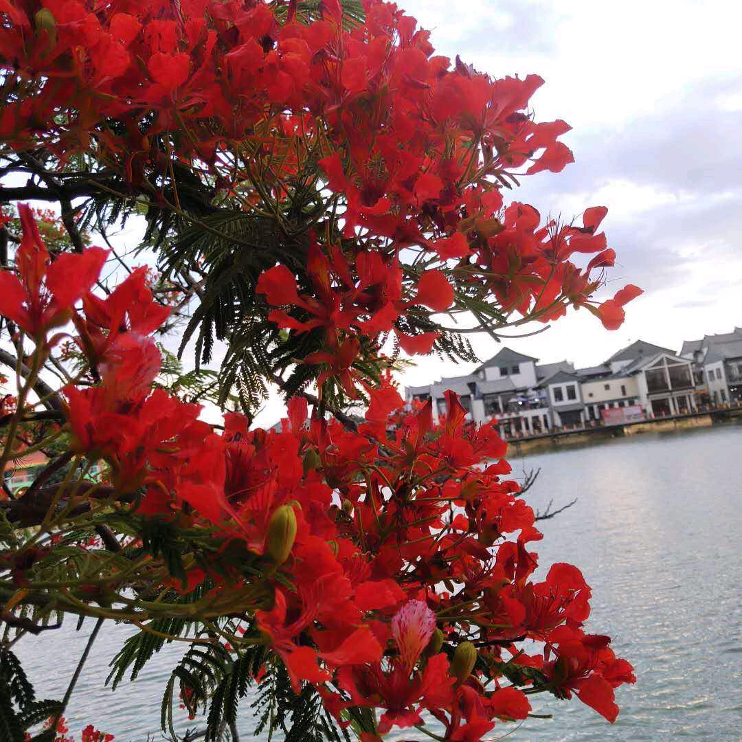 岁月如花