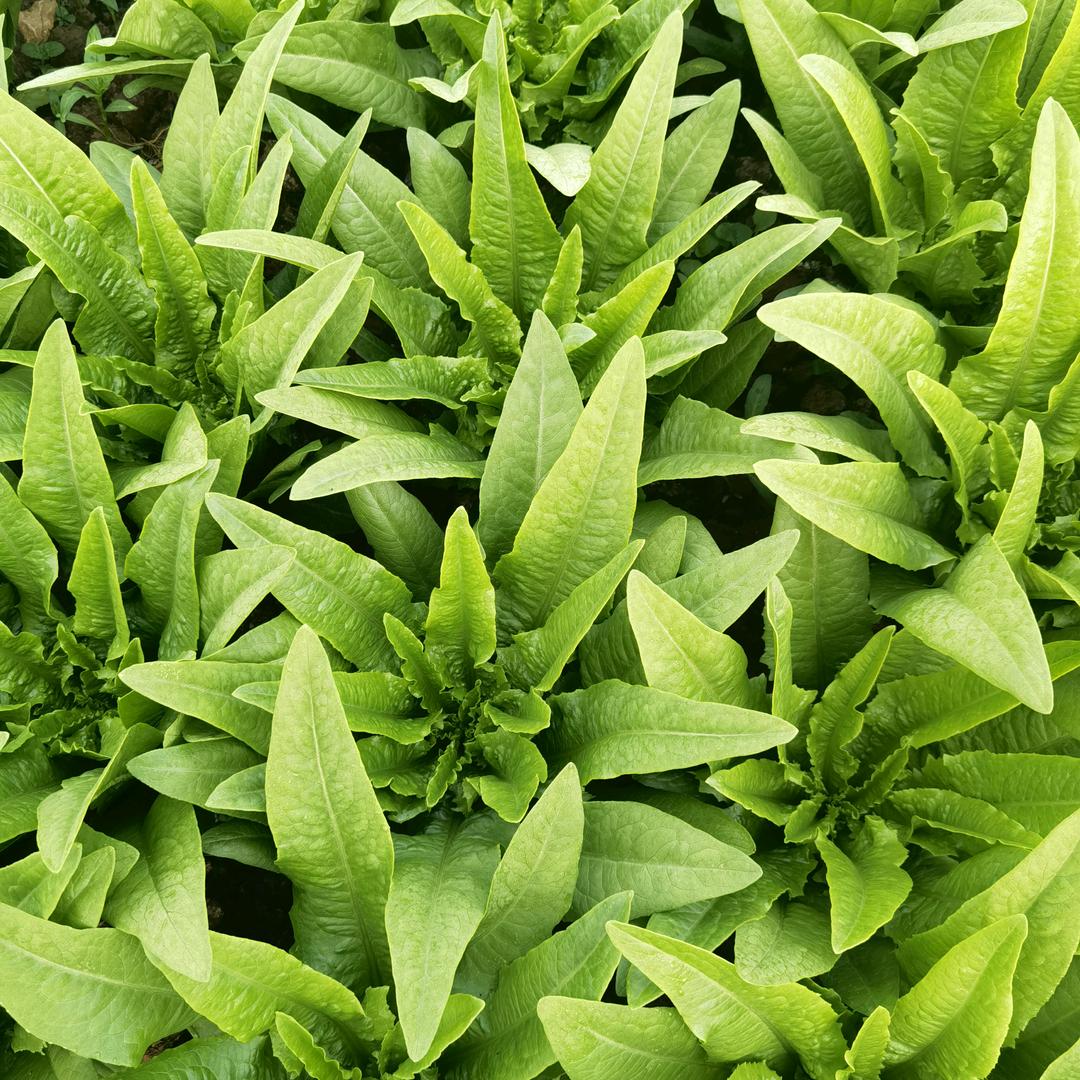 六百亩蔬菜基地