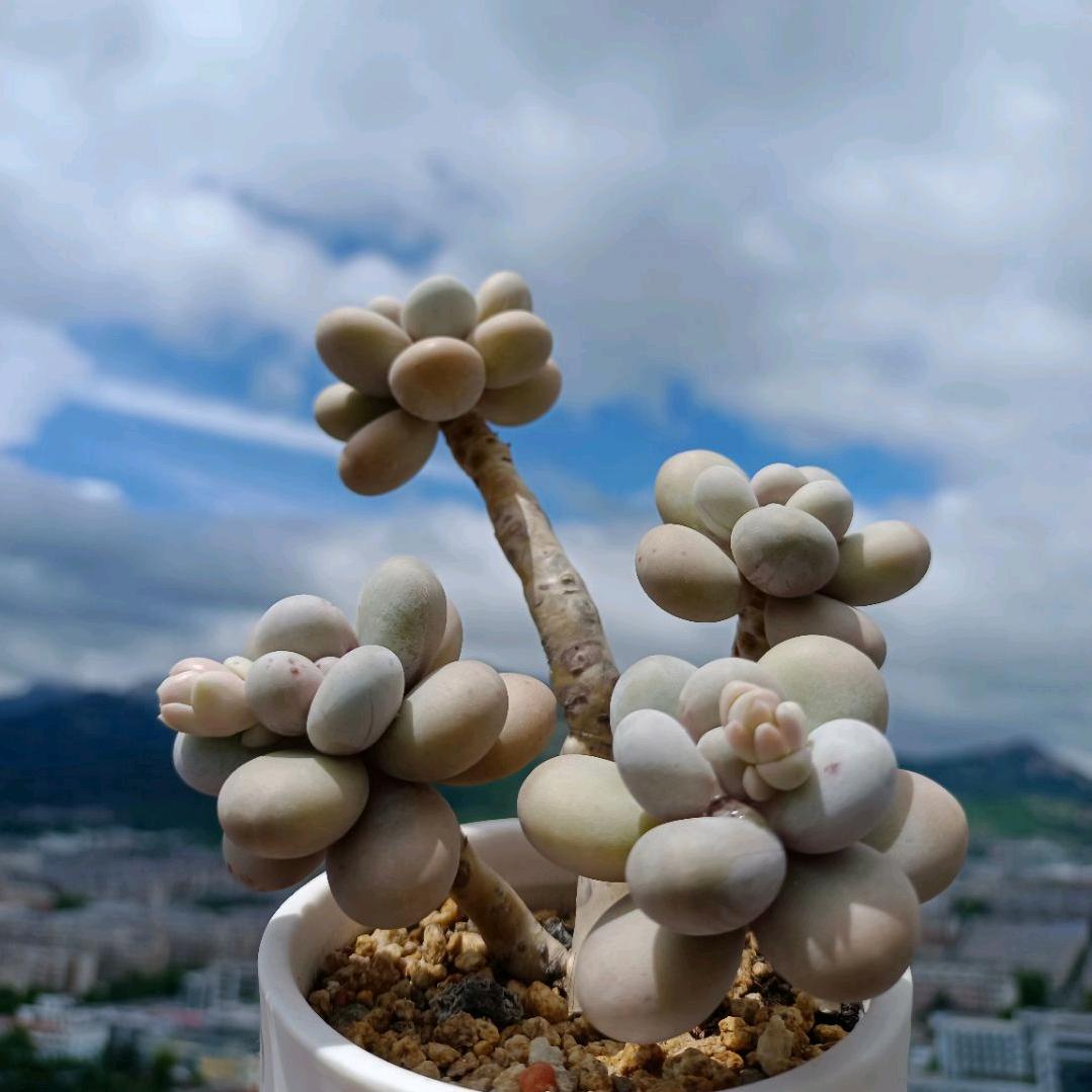 ☞鱼☜库