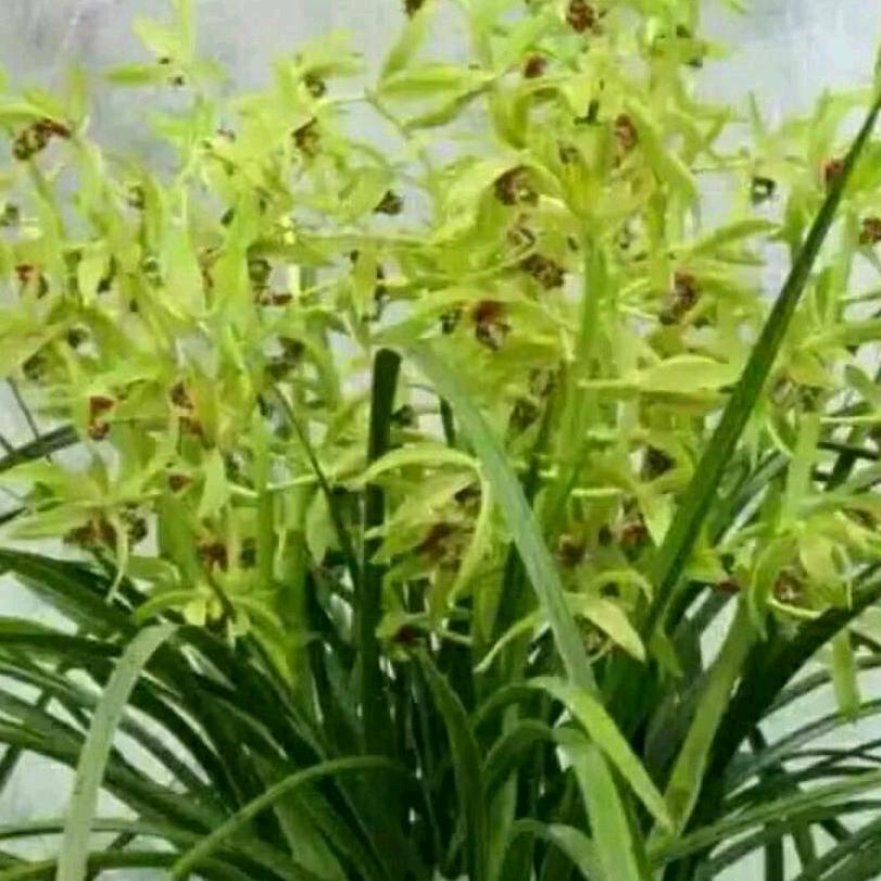 盛开的兰花