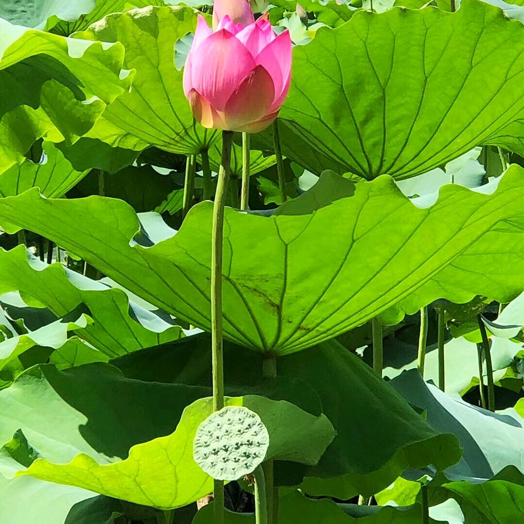 西藏藏相玉绿松石