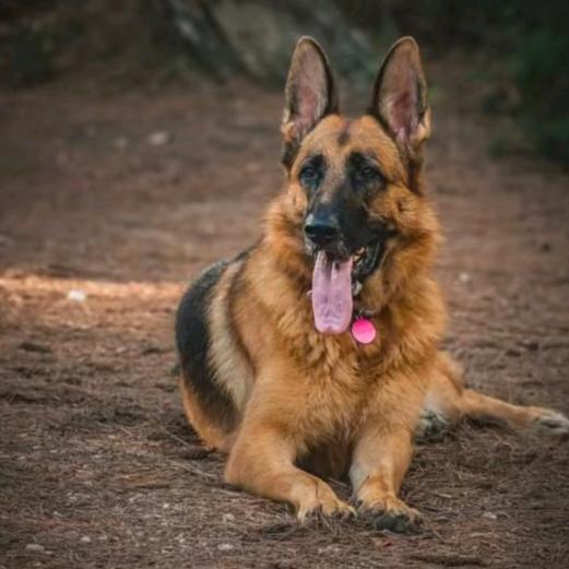 鸿鑫养犬