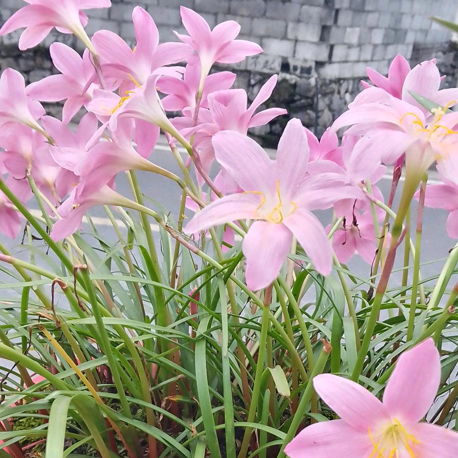 小神婆