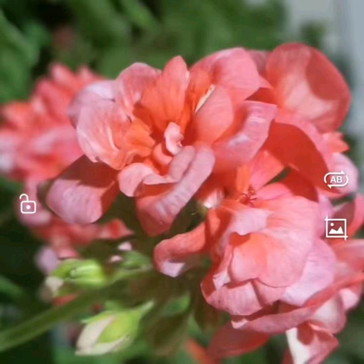 爱养花的浅时光