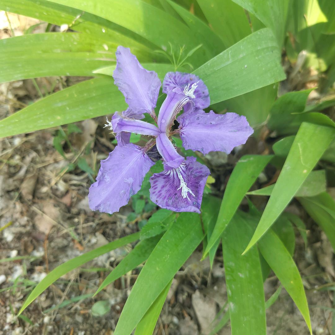 宝珊