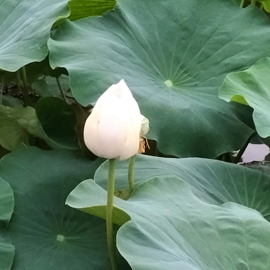 胸怀大海    马哥