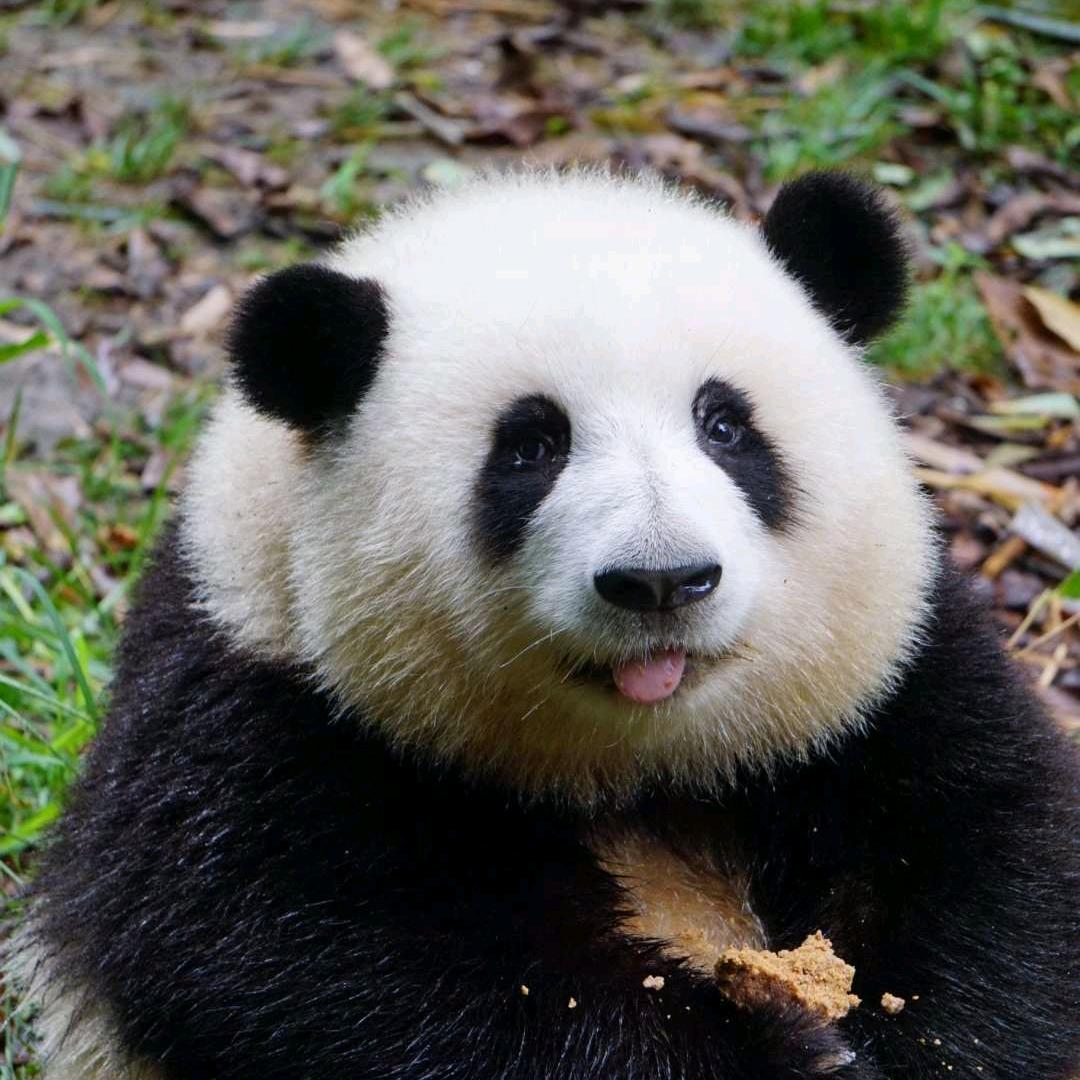 🌈🌈爱吃熊猫的竹子
