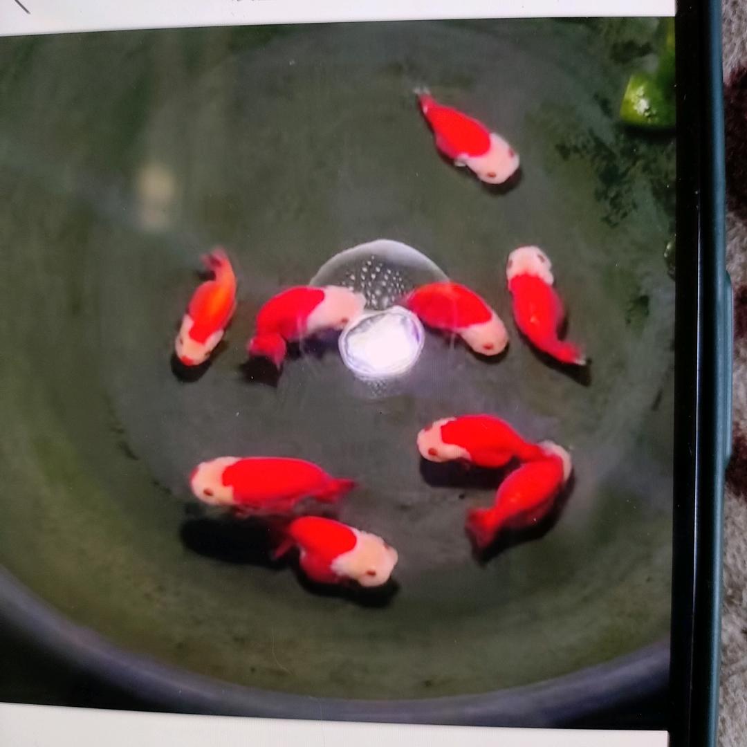 鑫鸿金鱼