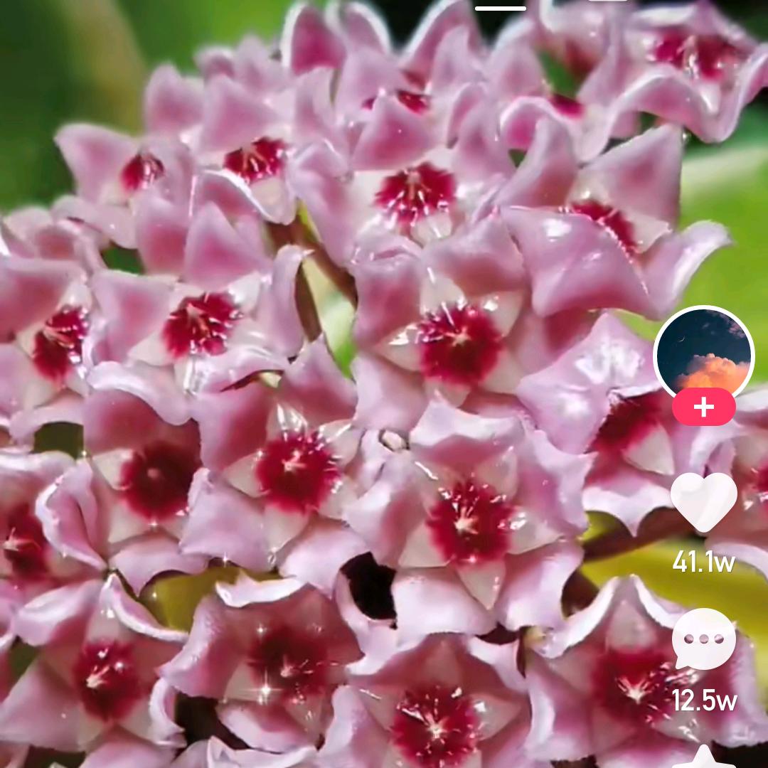 黄家小姐姐（2168）