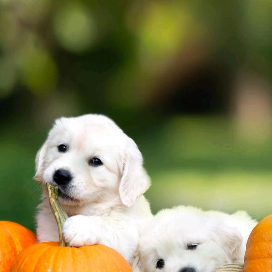 2963492844883风雨中