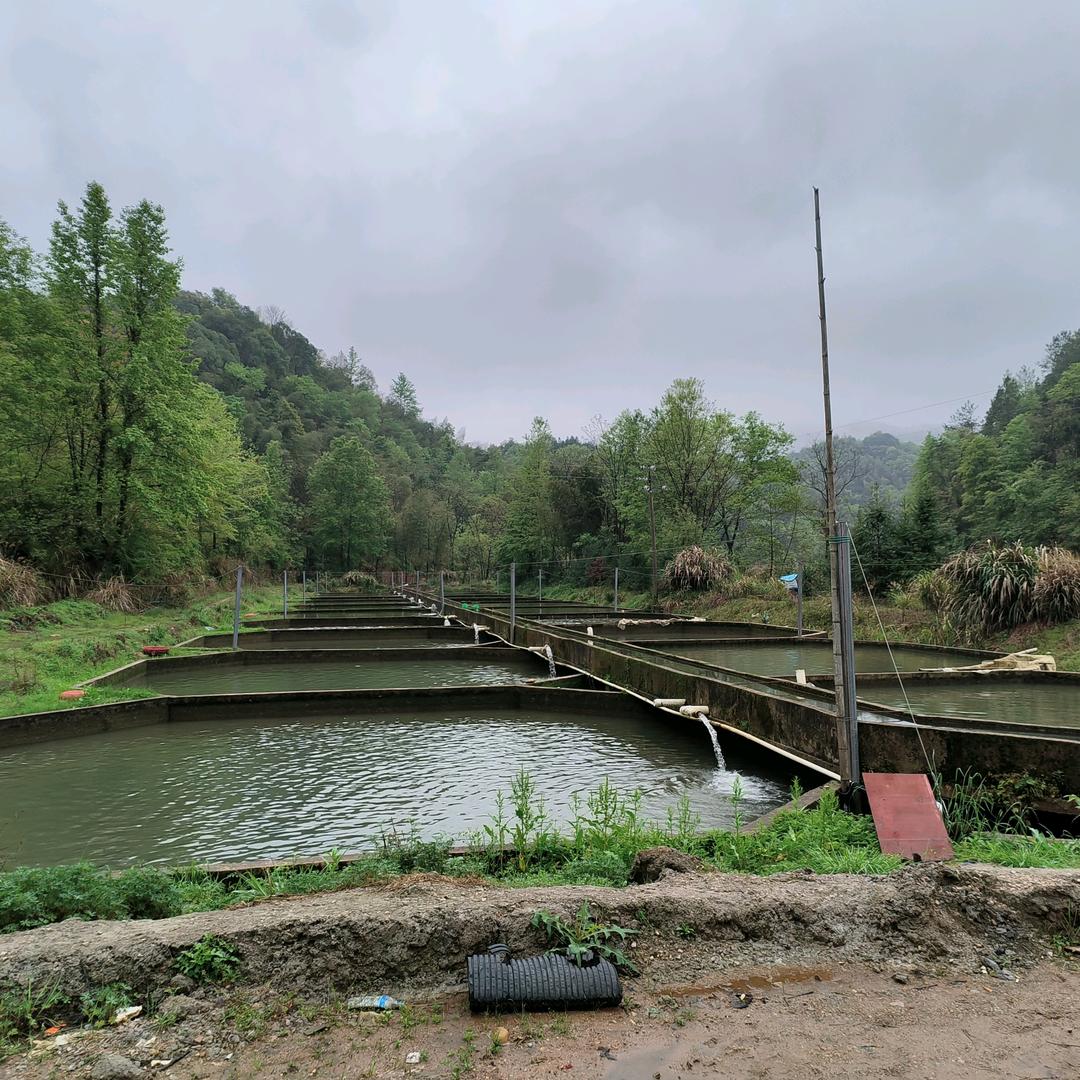 马口鱼（虎山泉水鱼）