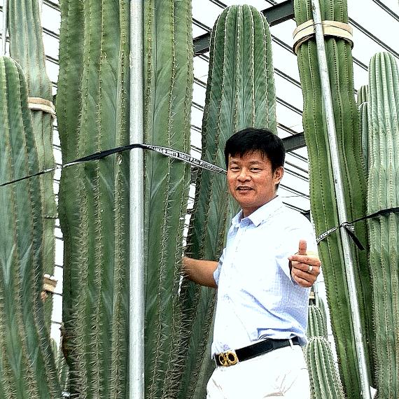 正欣园艺仙人掌仙人球仙人柱～批发优惠
