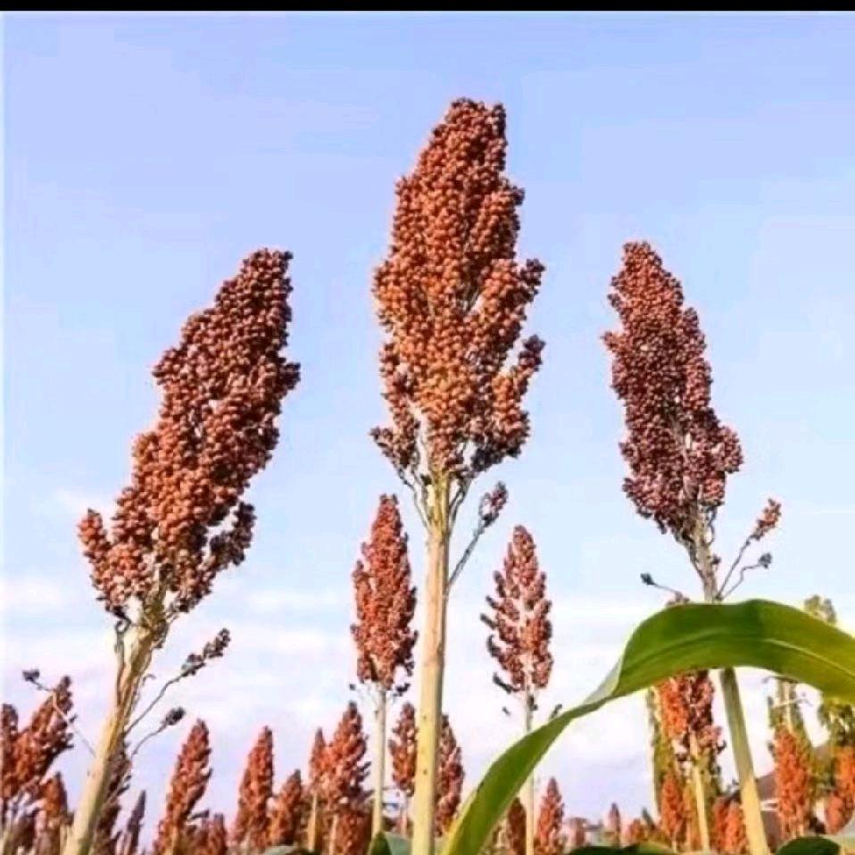 布丁
