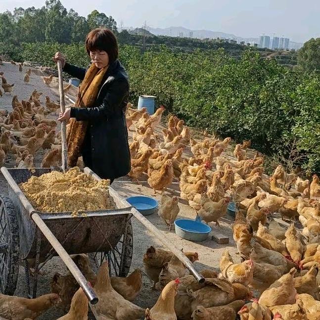 周凤桃