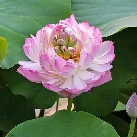 桃子
