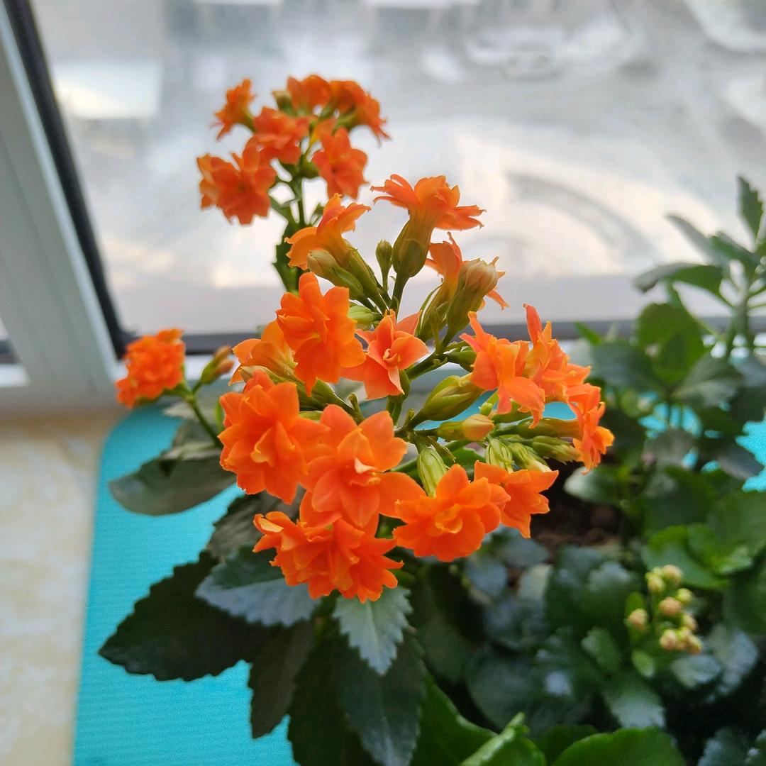 花好月圆