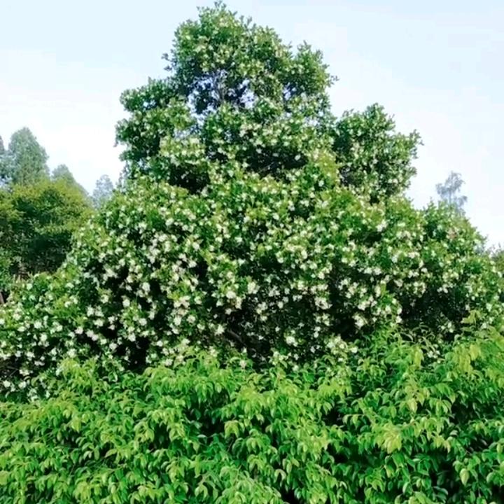 丿梦舞灬轻愁、