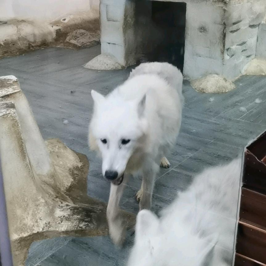 实实在在头像
