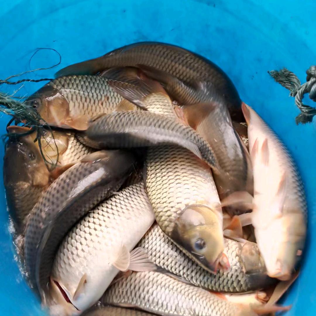 贵阳修文农村万发养殖有限公司小岛冷水养鱼