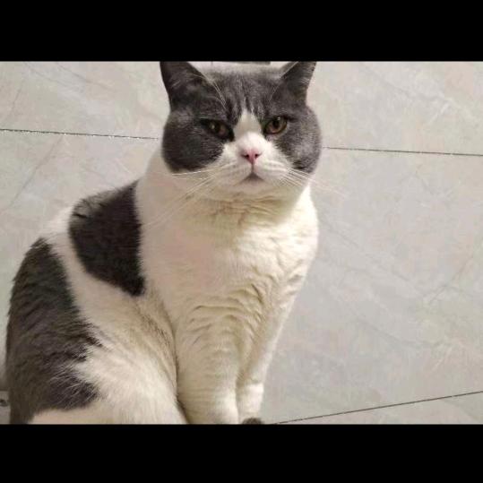 李肉包