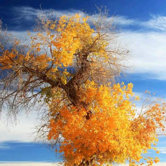 樱花树下的约定🌸