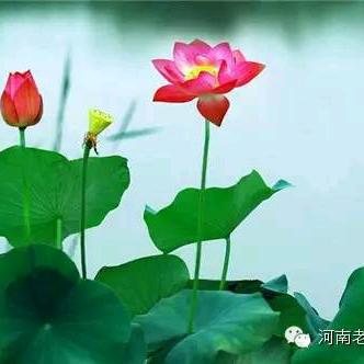 我在龙湖等你感恩遇见常