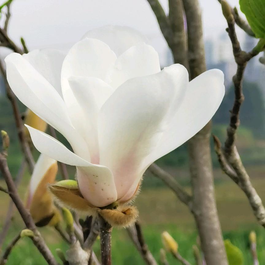 魅儿