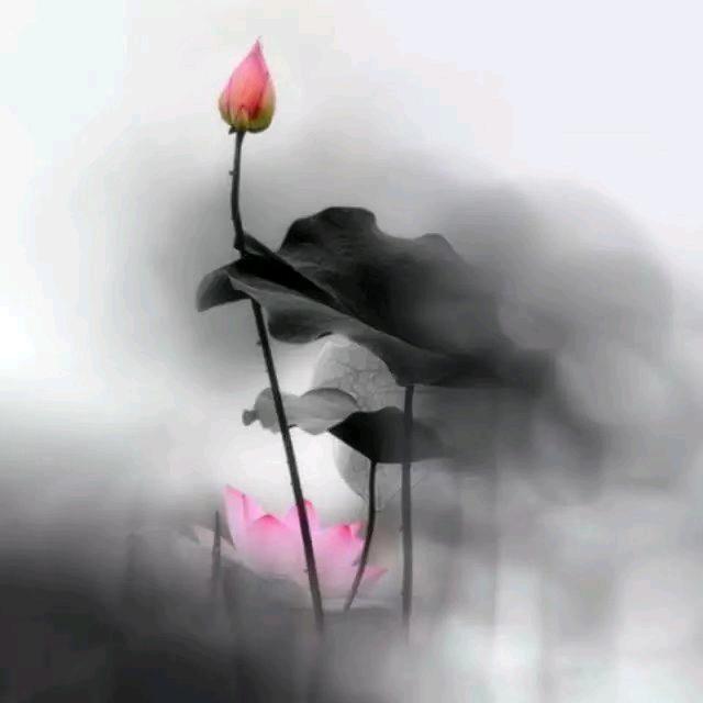 心静如荷