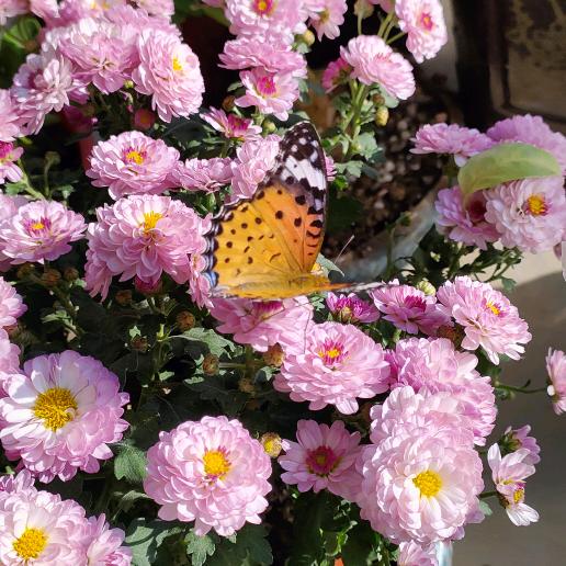 农村华姐爱生活爱养花