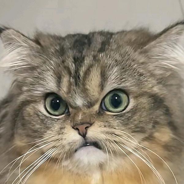 邯郸土豆车行(老代)