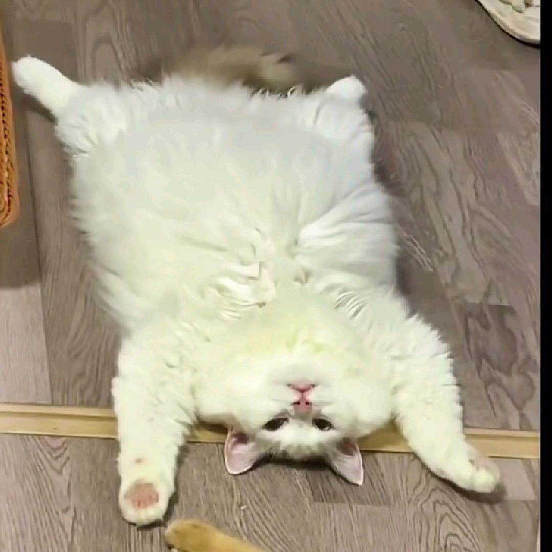 威风堂堂