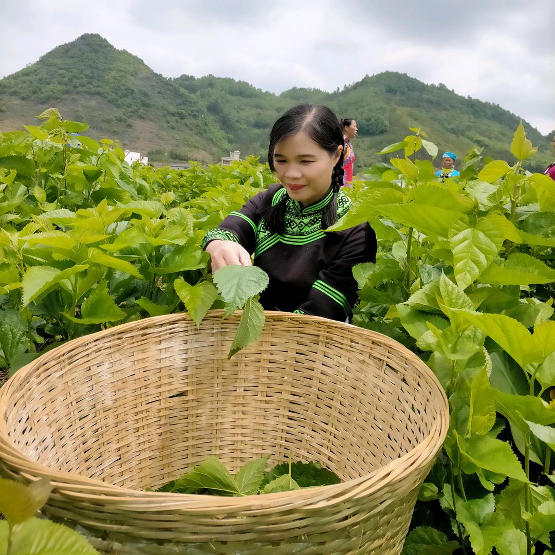 隆林月缘综合农场(月姐)