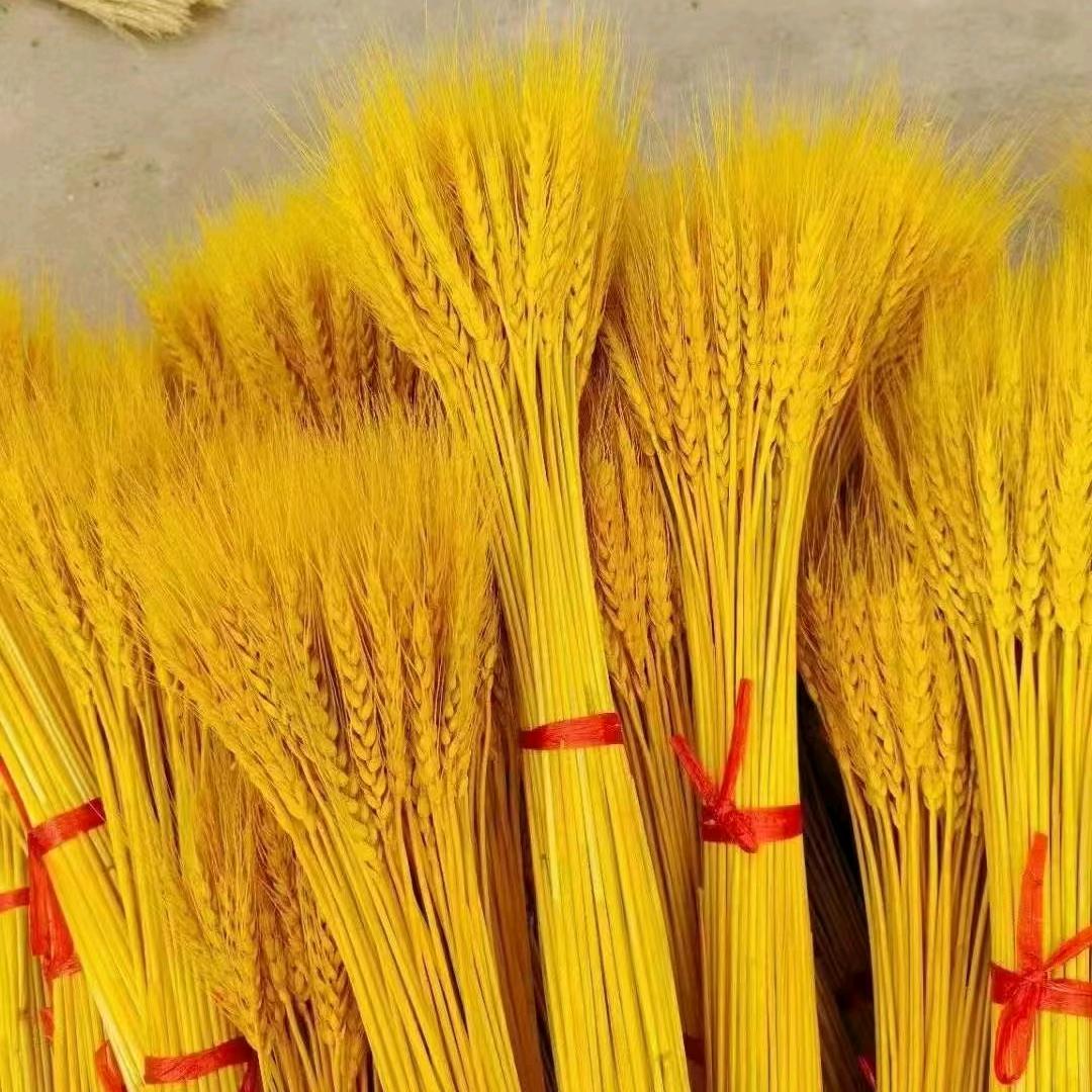 干花麦穗批发商