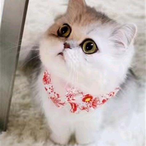 毛毛哥