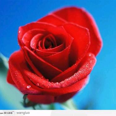 花姐🌹