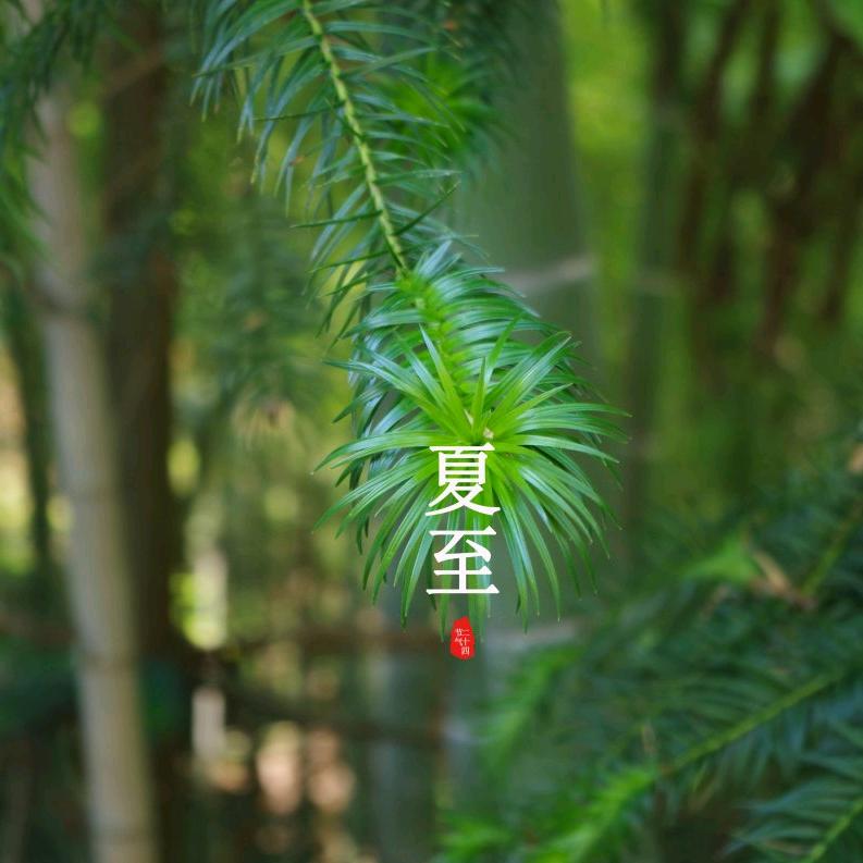桐暖—夏至