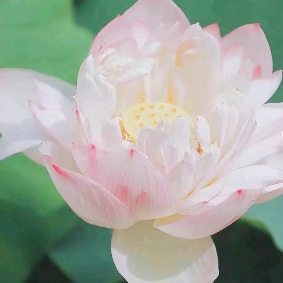 @莲花成1