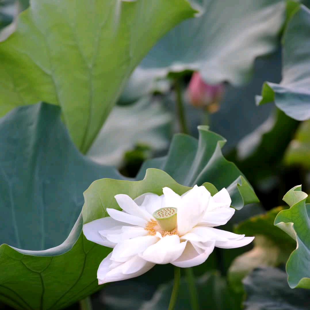 细雨清荷